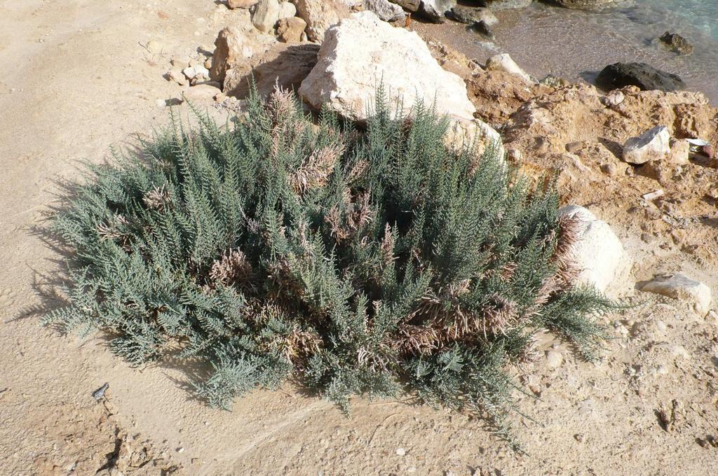 Arthrocnemum macrostachyum (Chenopodiaceae) Όρθιος πολύ