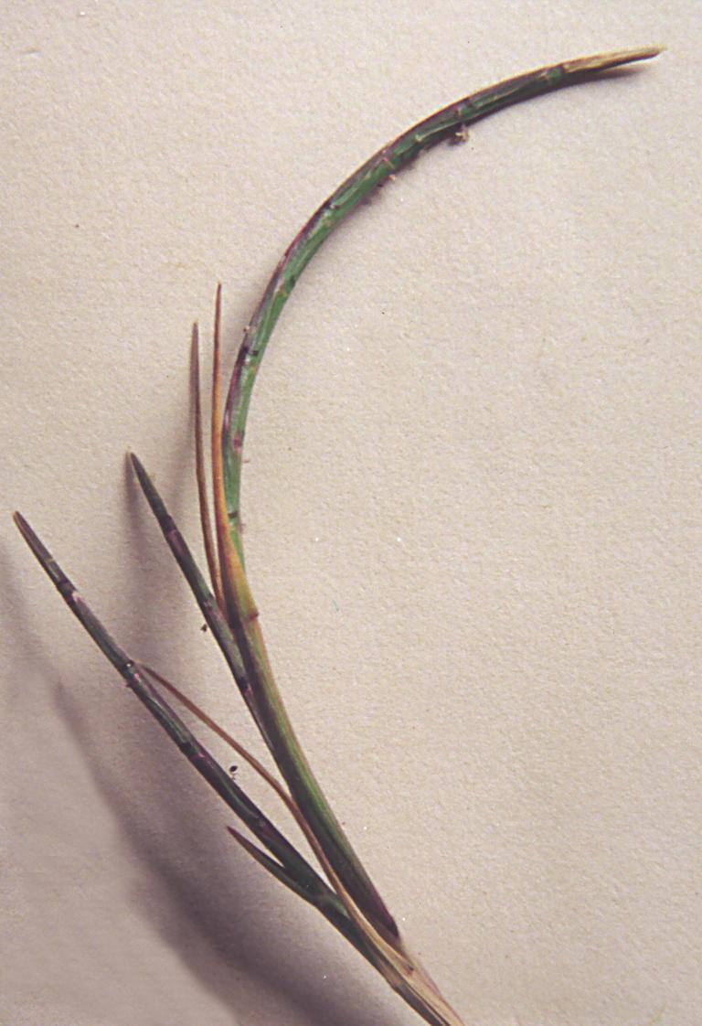 Parafolis marginata