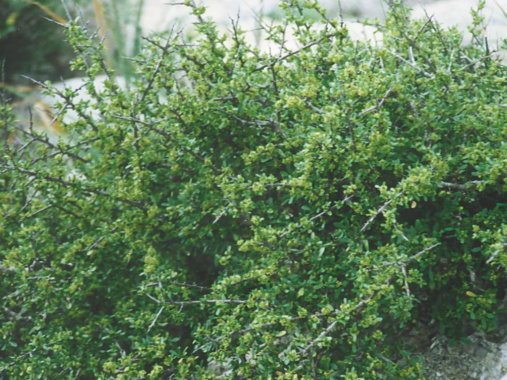 Rhamnus oleoides