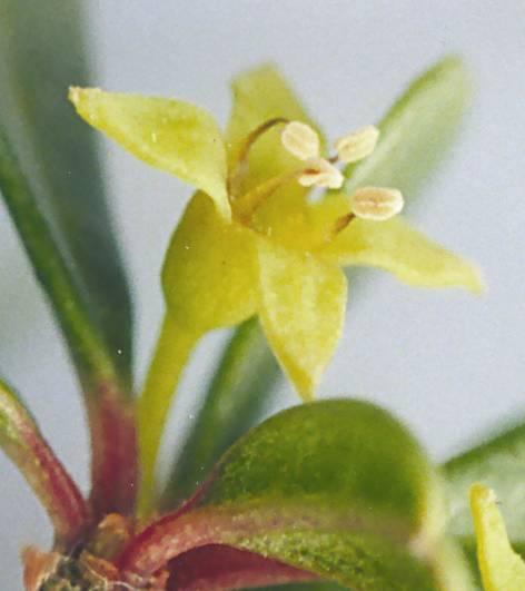(Rhamnaceae)