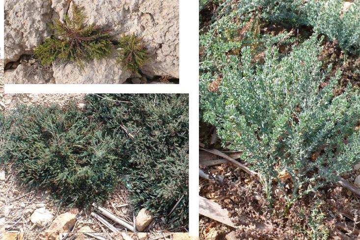 Cressa cretica (Convolvulaceae) Απλωνόμενος ή