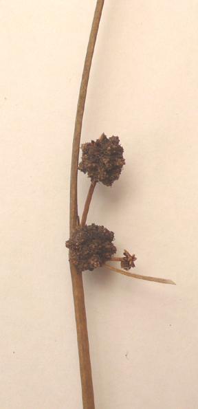 Scirpoides