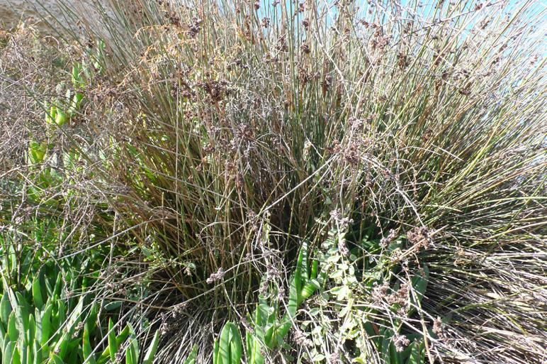 (Cyperaceae)