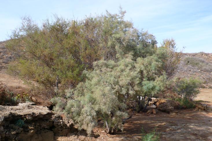 Tamarix (Tamaricaceae) Μερίκα