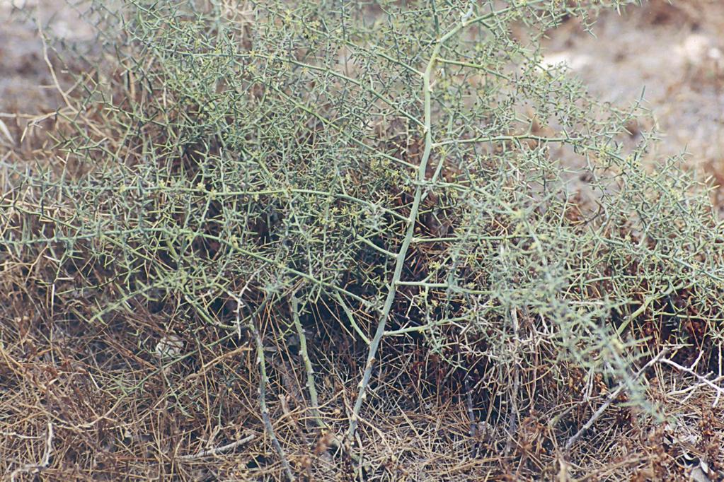 Asparagus stipularis
