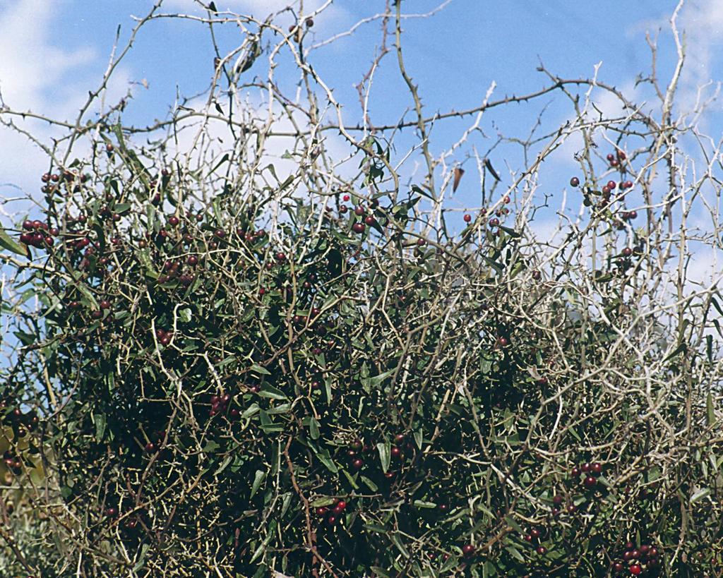 Smilax aspera