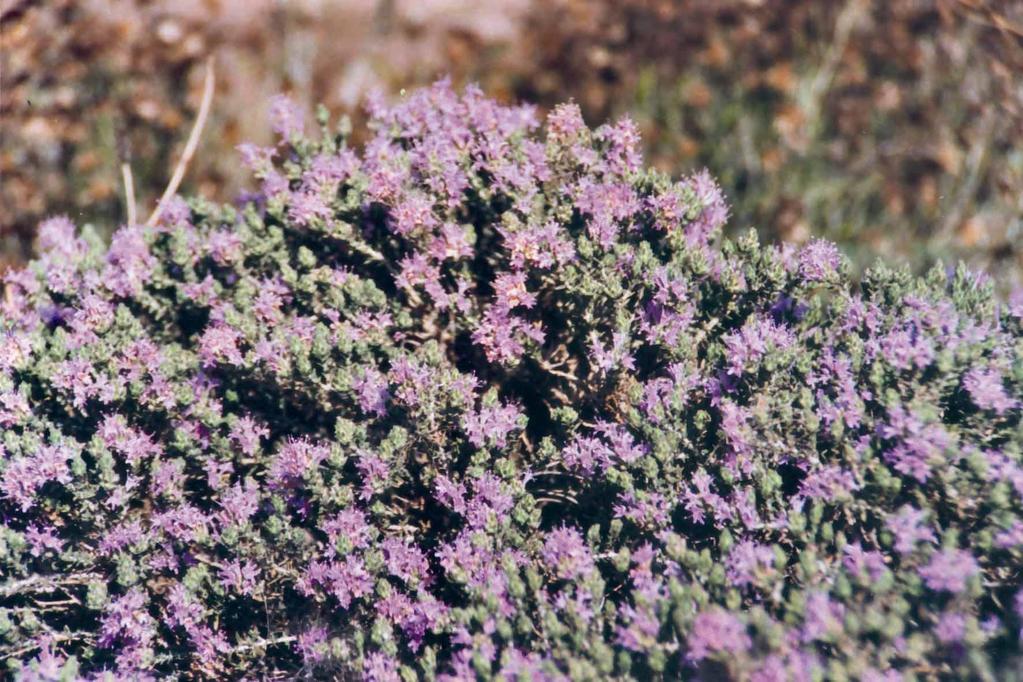Thymus capitatus