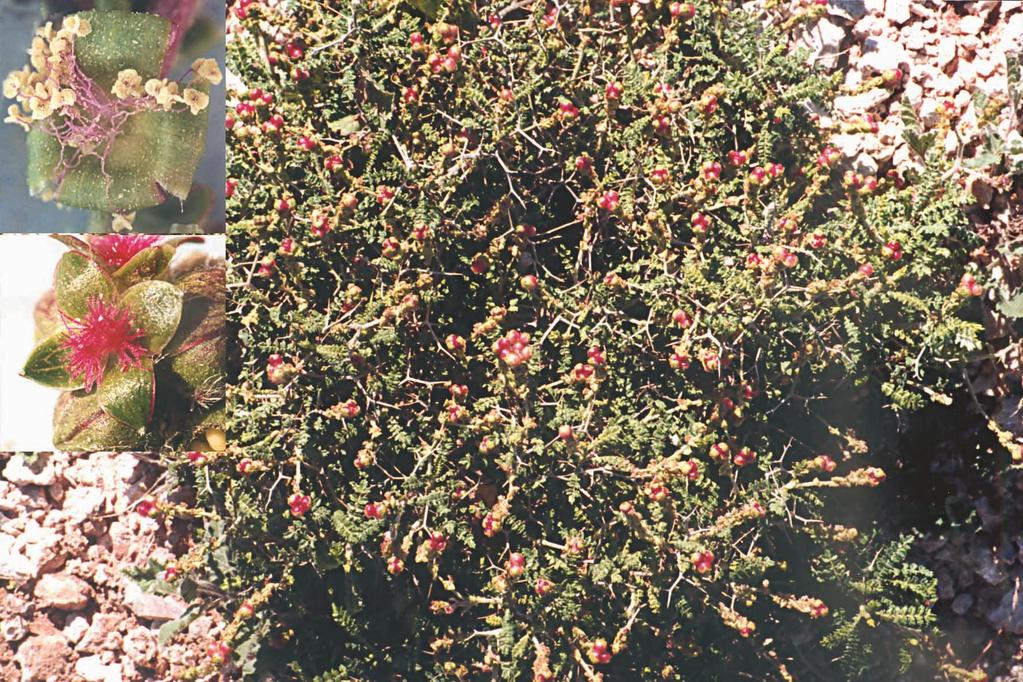 Sarcopoterium spinosum (Rosaceae) Μαζίν
