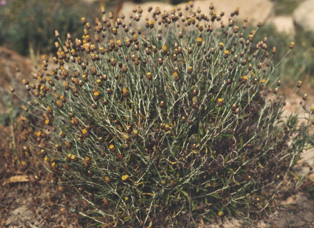 Phagnalon rupestre