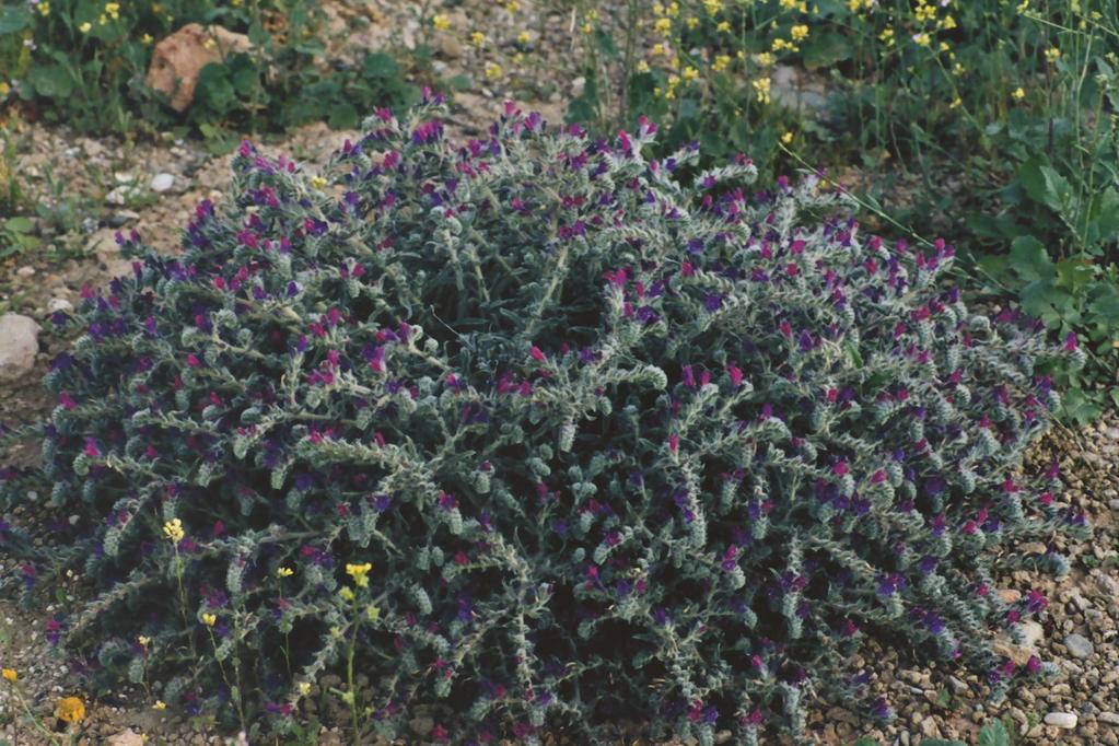 Echium angustifolium