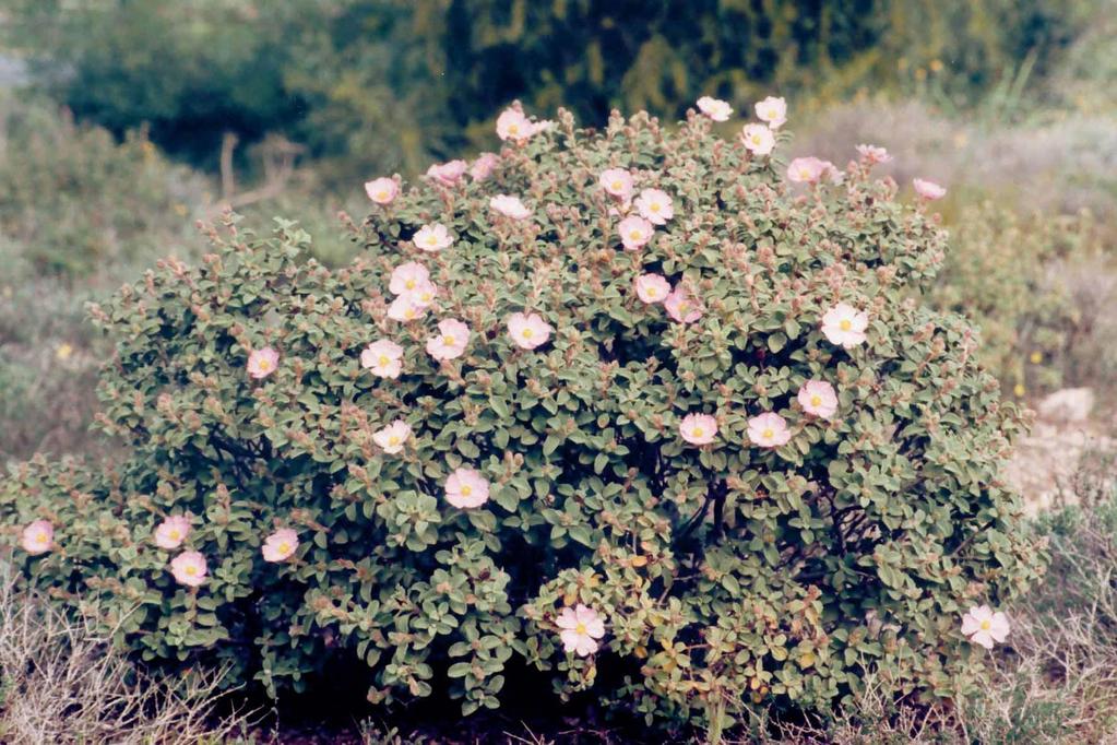 Cistus parviflorus