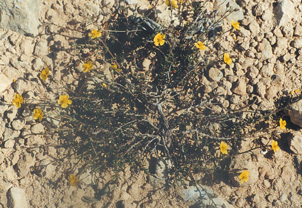 Fumana thymifolia (Cistaceae) Απλωνόμενος