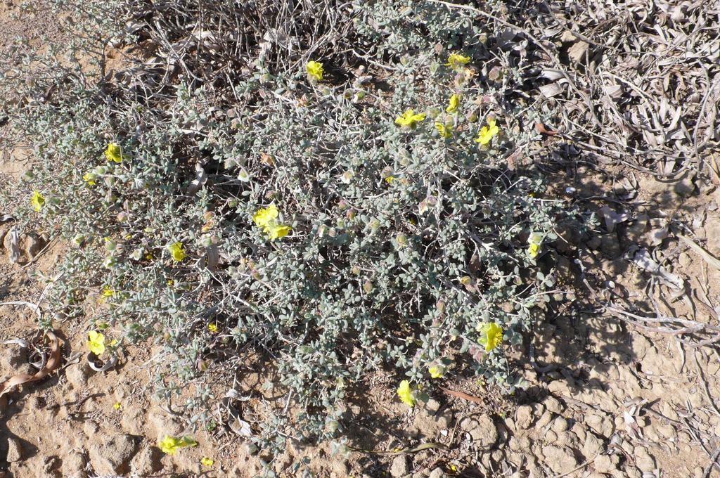 Helianthemum stipulatum