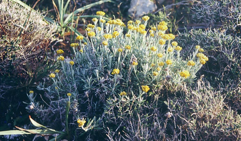 Helichrysum conglobatum (Compositae) Δάκρυα της Παναγίας,