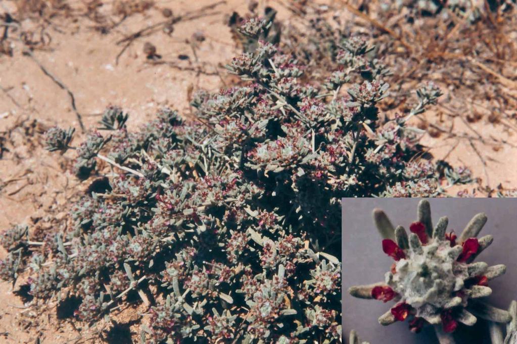 Teucrium micropodioides (Labiatae) Μητέρες