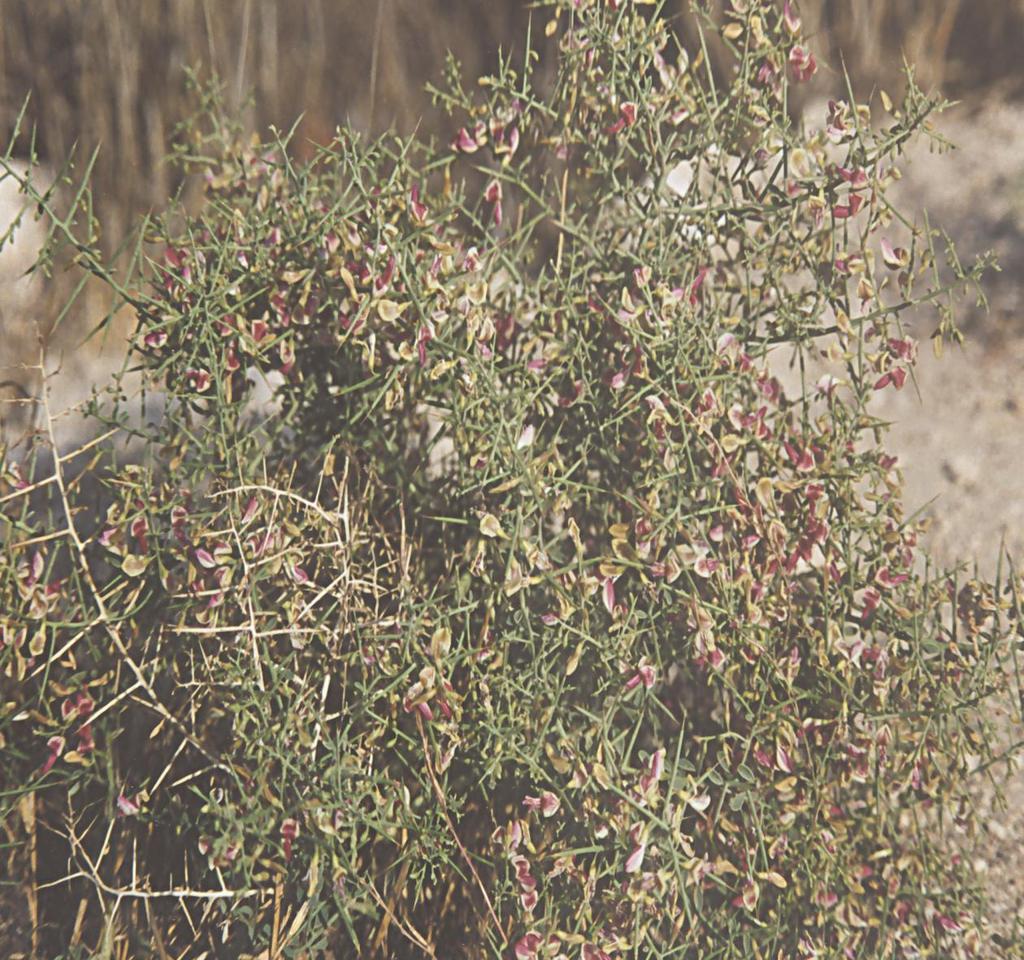 Alhagi maurorum