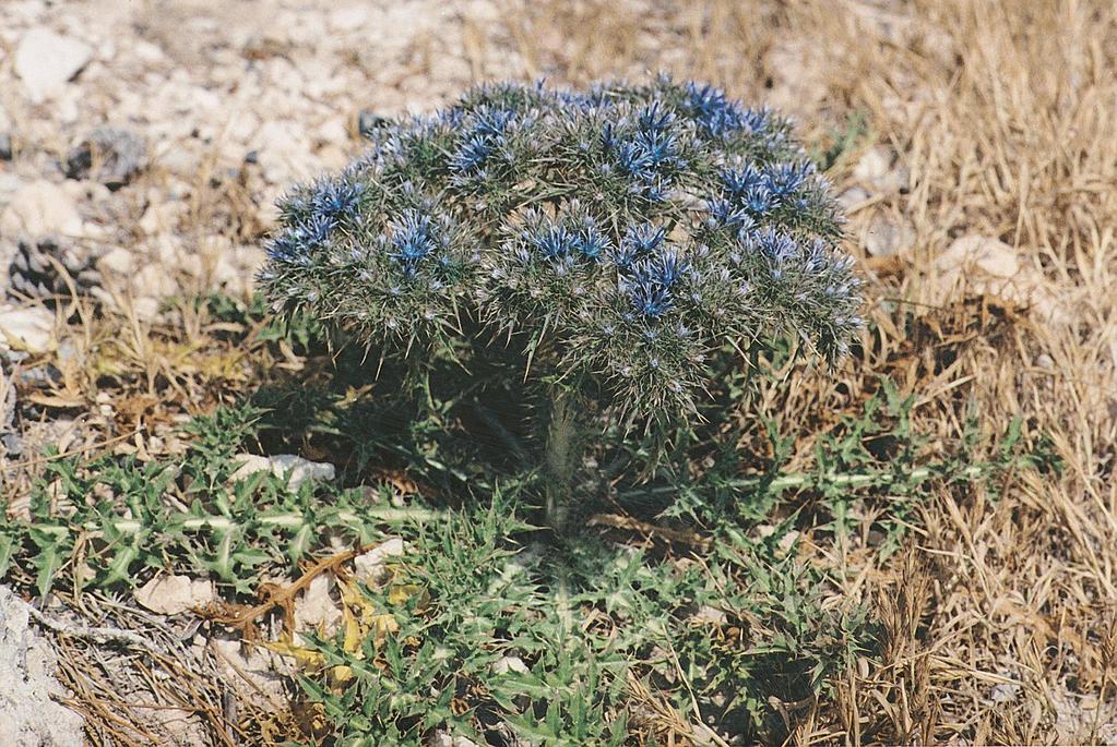 Cardopatium corymbosum