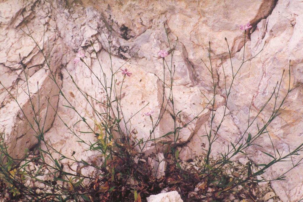 Dianthus strictus