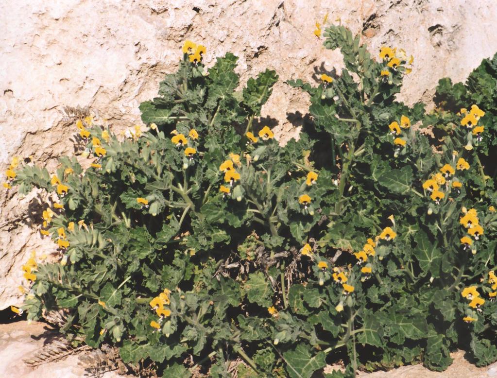 Hyoscyamus aureus