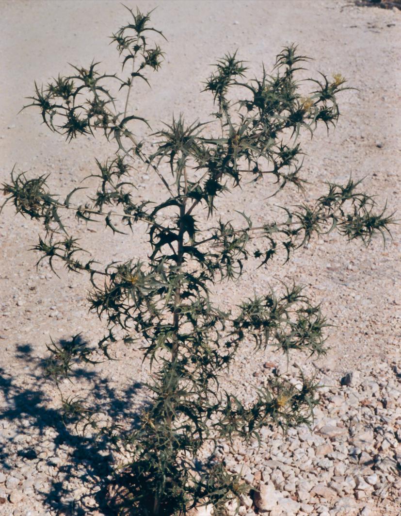 Carthamus lanatus