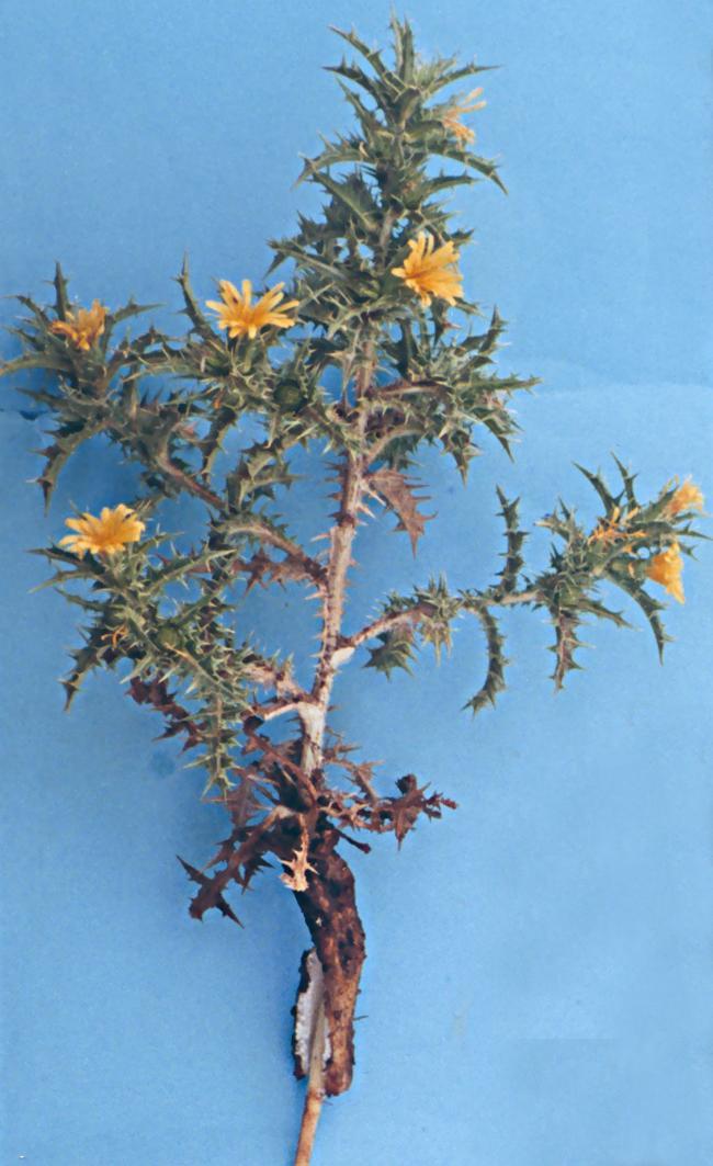 Scolymus hispanicus