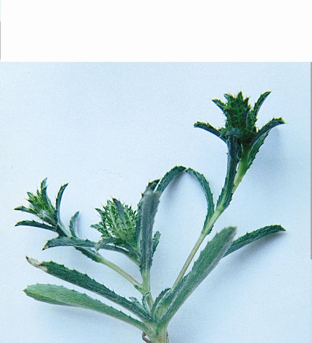 Atractylis cansellata