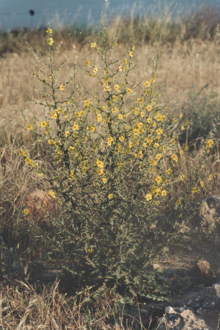 Verbascum sinuatum