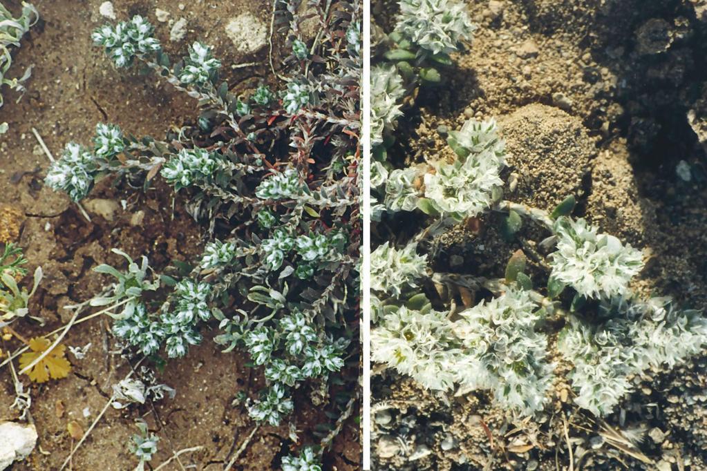 Paronychia argentea
