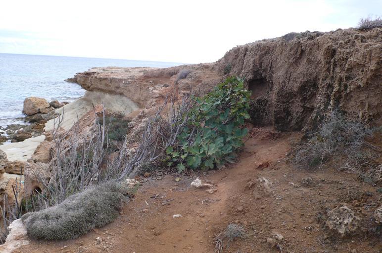 Ficus carika (Moraceae) Αρκοσυτζιά