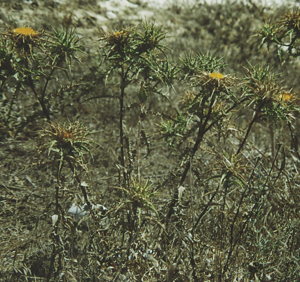 Carlina involucrata
