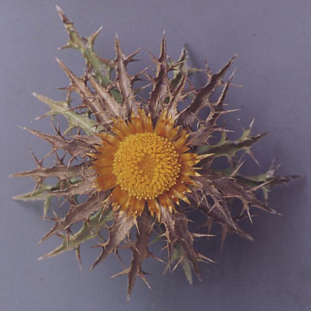 (Compositae)