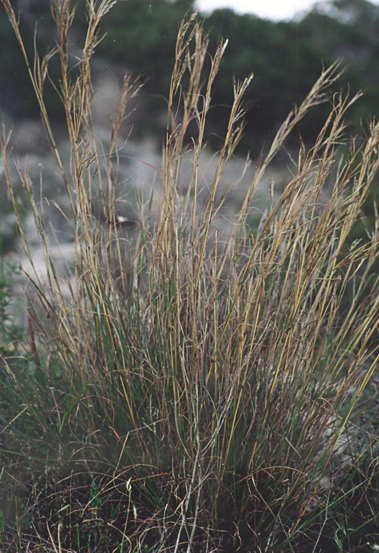 Hyparrhenia hirta