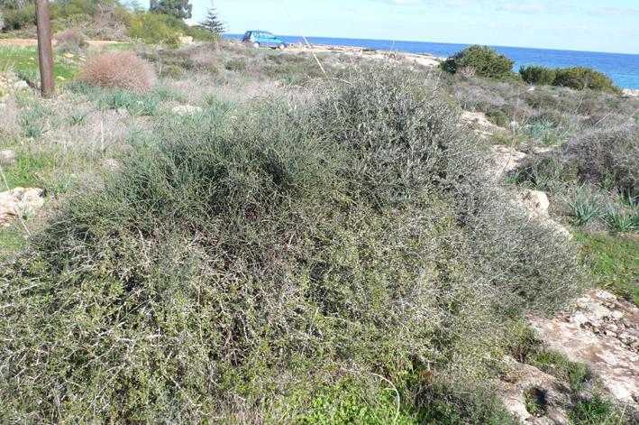 Ephedra fragilis ssp.
