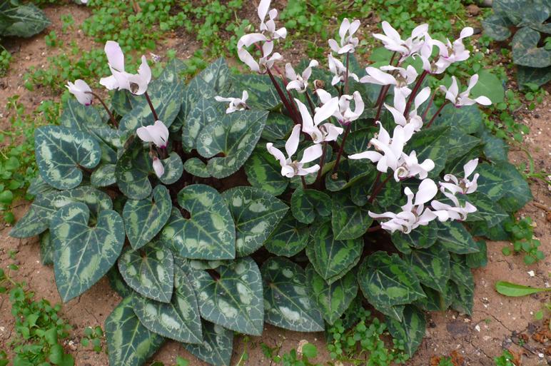 Cyclamen persicum (Primulaceae) Κυκλάμινο Άκορμο, πολυετές Ανθ. Δεκ. Απρ.