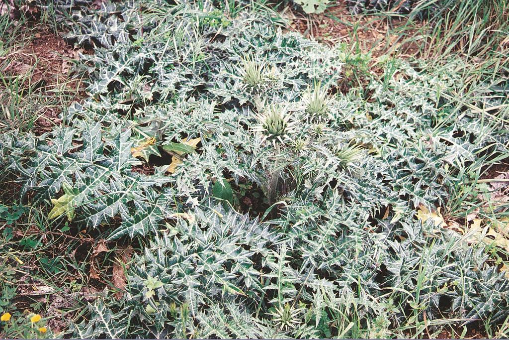 Cynara cornigera