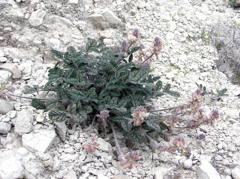 Onobrychis venosa (Leguminosae) ΕΝΔΗΜΙΚΟ Κυριάκος Κεφάλας