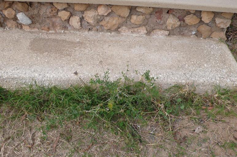 Ένας Ράμνος προσπαθεί να ξεμυτίσει