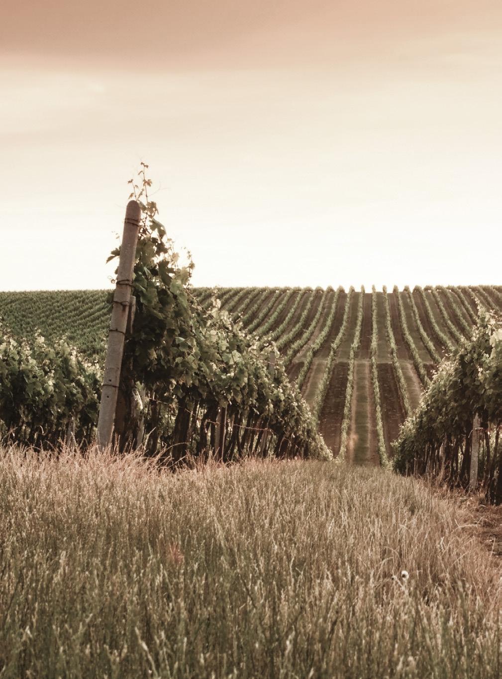 Ροδίτης ΛΕΥΚΟΣ ξηρός οίνος / white dry wine / TROCKENER WEISSWEIN ΠΡΟΣΤΑΤΕΥΟΜΕΝΗ ΓΕΩΓΡΑΦΙΚΗ ΕΝΔΕΙΞΗ - ΠΕΛΟΠΟΝΝΗΣΟΣ ΠΟΙΚΙΛΙΕΣ: 100% Ροδίτης. ΠΕΡΙΟΧΗ: Ν. Αχαΐας.