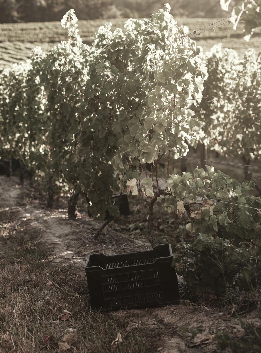 ΕΡΥΘΡΟΣ ξηρός οίνος / RED dry wine / TROCKENER ROTWEIN ΠΡΟΣΤΑΤΕΥΟΜΕΝΗ ΓΕΩΓΡΑΦΙΚΗ ΕΝΔΕΙΞΗ - ΠΕΛΟΠΟΝΝΗΣΟΣ ΠΟΙΚΙΛΙΕΣ: 100% Μαυροδάφνη ΠΕΡΙΟΧΗ: Αχαϊα ΑΜΠΕΛΩΝΕΣ: Βιολογικοί ξερικοί αμπελώνες σε πλαγιές