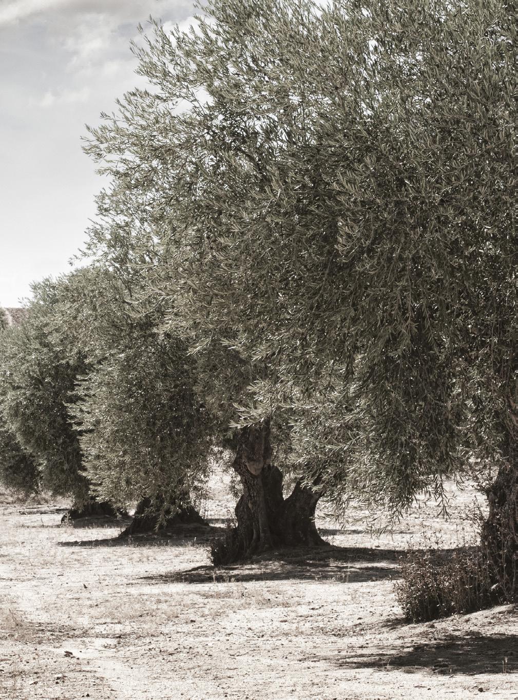 EXTRA VIRGIN OLIVE OIL Η παχύρρευστη υφή του και τ αρωματικά χαρακτηριστικά αποτελούν το συνοδευτικό σε όλα τα είδη γευμάτων Εξαιρετικής ποιότητας ελαιόλαδο από τις παραδοσιακές ποικιλίες «Πατρινιά»