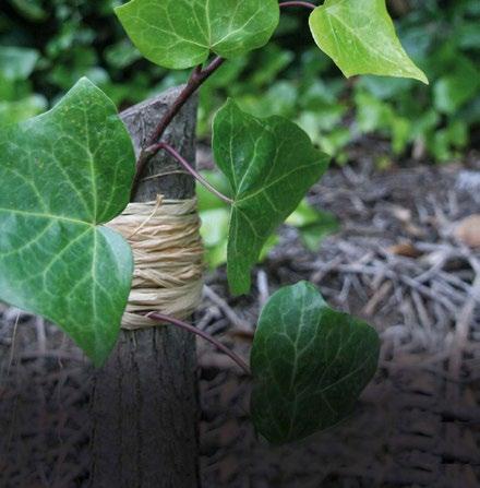 RAPHITIE SYNTRAPHIA SISAL ΨΑΘΑ 80 g. ΣΧΟΙΝΙ ΣΥΝΘΕΤΙΚΗΣ ΨΑΘΑΣ 400μ. ΣΕΛ.