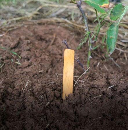 NAME ME WOOD ΚΙΤΡΙΝΕΣ ΠΛΑΣΤΙΚΕΣ ΕΤΙΚΕΤΕΣ ΦΥΤΩΝ 45 TEΜ. 100χιλ. Ref.