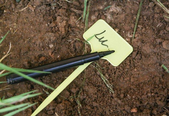 NAME ME TIE MARKER ΕΤΙΚΕΤΕΣ ΦΥΤΩΝ ΧΑΡΤΙΝΕΣ 4 TEΜ. ΜΑΡΚΑΔΟΡΟΣ ΓΙΑ ΕΞΩΤΕΡΙΚΟ ΧΩΡΟ 2 ΤΕΜ. Ref. 8424385310066 x 15 TEΜ. Ref. 8424385310073 x 12 ΤΕΜ.