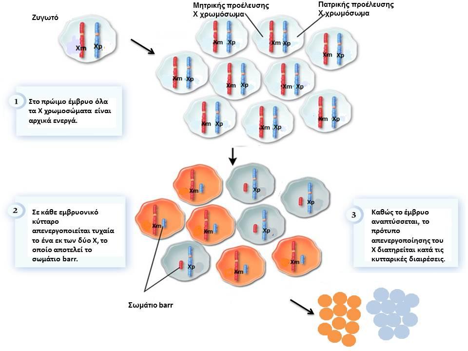 Εικόνα 2: Απενεργοποίηση του Χ χρωμοσώματος κατά την εμβρυϊκή ανάπτυξη. Τα κύτταρα στην κορυφή της εικόνας αντιστοιχούν σε μια μικρή μάζα κυττάρων η οποία αποτελεί το πολύ πρώιμο έμβρυο.