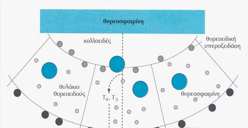 Α.Ε. Γερμενής.