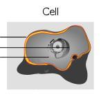 Δομες των κυττάρων Ποιες είναι οι βασικές δομές ενός κυττάρου?