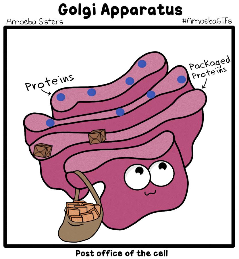 Συσκευή GOLGI Μεταφορα πρωτεϊνών μεσα και έξω από το