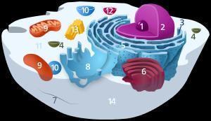 1. Πυρηνίσκος 2. Πυρήνας 3. Ribosome (little dots) 4.