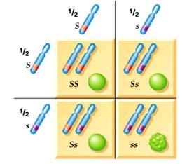 b) kríženie medzi dvoma rastlinami hrachu heterozygotnými v lokuse pre tvar semien F 1 generácia rodič 1 rodič 2 Fenotypy F 1 hladké semená x hladké semená Genotypy F 1 (2n) Haploidné