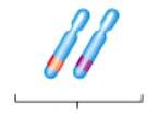 Aa x aa B 1 Aa B 1 Aa aa 1 : 1 Ak je sledovaný gén dominantne homozygotný, pri testovacom krížení získame potomstvo fenotypovo uniformné.